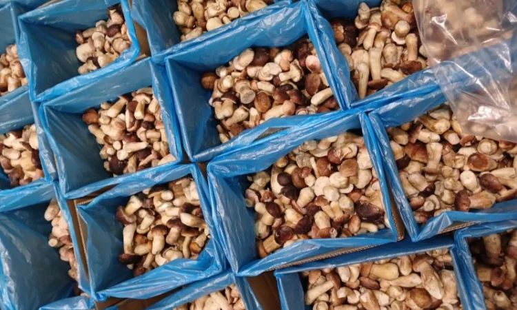 Продам білі гриби опт - фото № 4