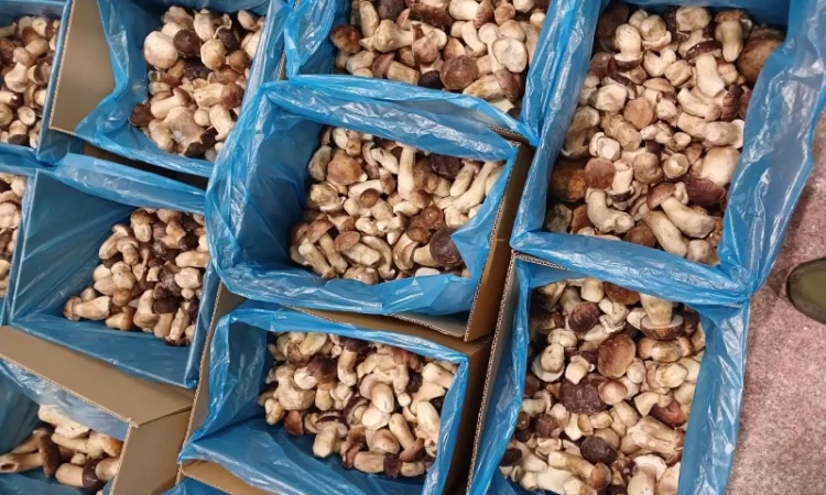 Продам білі гриби опт - фото № 5