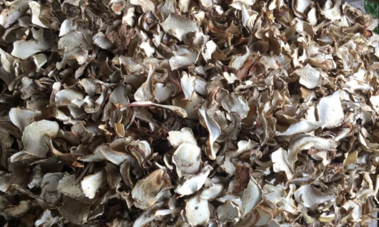 Сушеный белый гриб - фото № 1