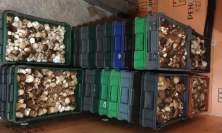 Заморожений білий гриб - фото № 1