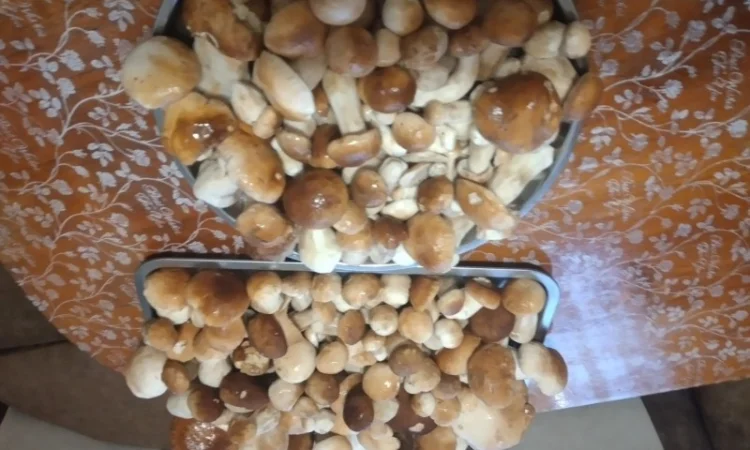 Продам Карпатські білі гриби: мариновані, сушені - фото № 4