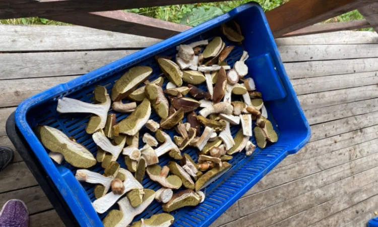 Продаємо білі гриби (заморожені, сушені, мариновані) - фото № 8