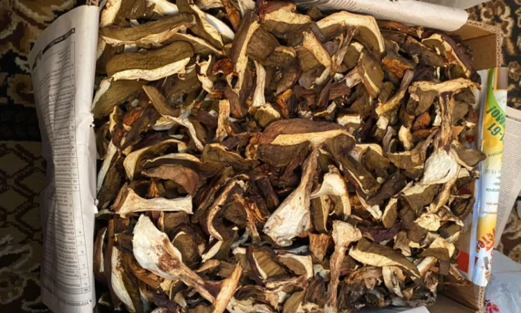 Продаємо білі гриби (заморожені, сушені, мариновані) - фото № 9