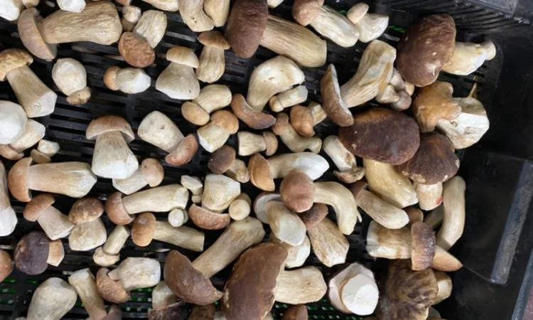 Продаємо білі гриби (заморожені, сушені, мариновані) - фото № 3