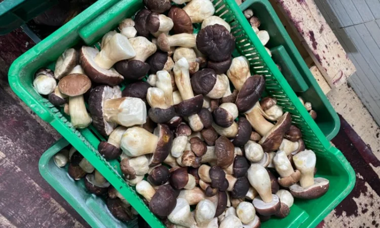 Продаємо білі гриби (заморожені, сушені, мариновані) - фото № 4