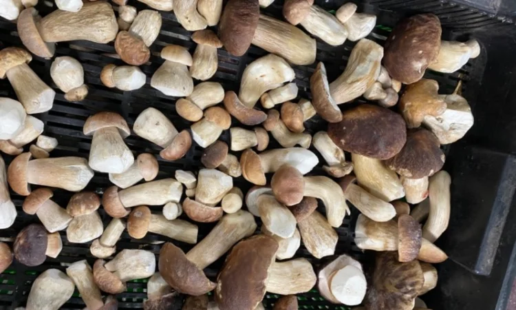 Продам заморожені білі гриби - фото № 9