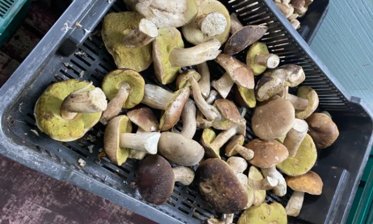 Продам заморожені білі гриби - фото № 10