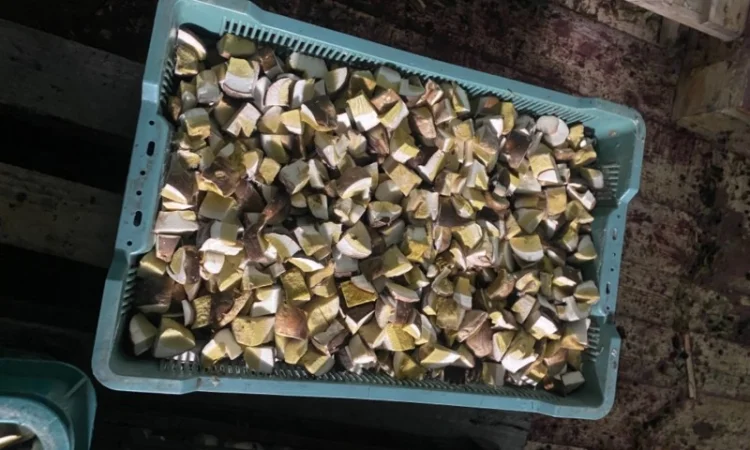 Продам заморожені білі гриби - фото № 3