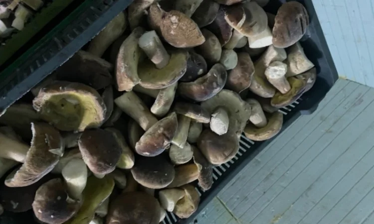 Продам заморожені білі гриби - фото № 4