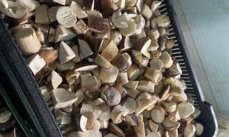 Продам заморожені білі гриби - фото № 5