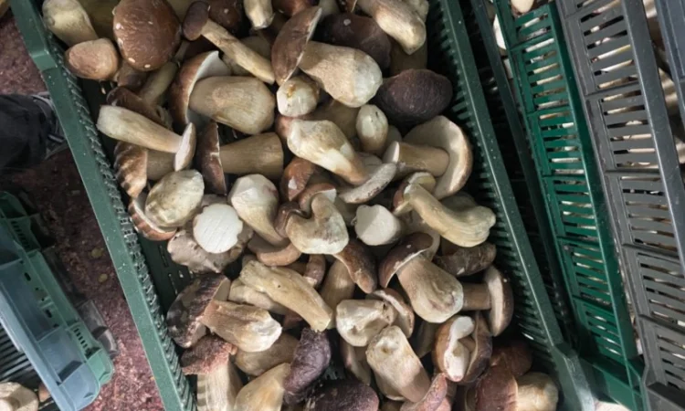 Продам заморожені білі гриби - фото № 6