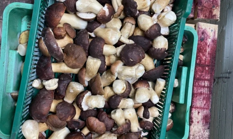 Продам заморожені білі гриби - фото № 7