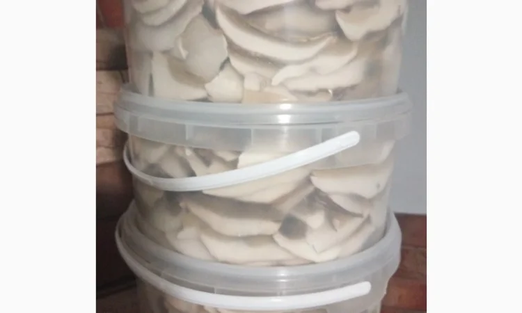 Продажа белых грибов - фото № 5