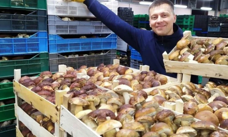 Білі гриби - фото № 1