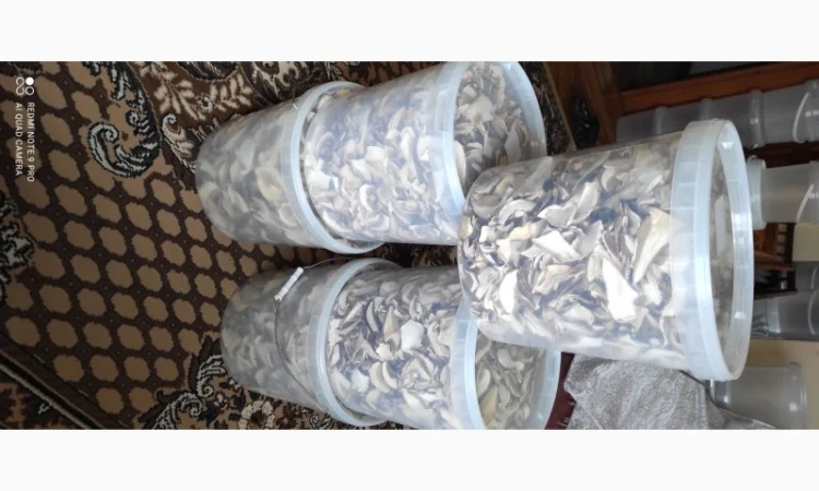 Гриби білі сушені з Карпат - фото № 1