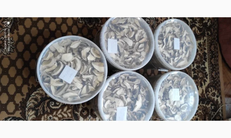 Гриби білі сушені з Карпат - фото № 3