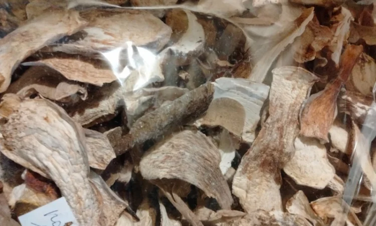 Продам сушені білі гриби (белые сушеные грибы) - фото № 2