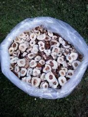 Сухие грибы - фото № 1