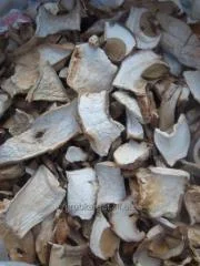 Сухие грибы - фото № 2