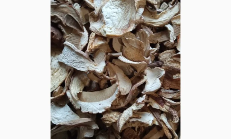 Продам білі гриби, Вирощені в Карпатах, червень 2024 - фото № 4