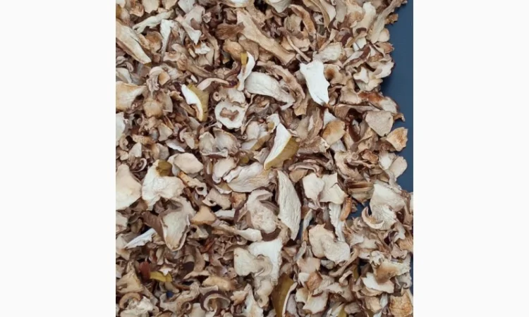 Продам білі гриби, Вирощені в Карпатах, червень 2024 - фото № 5