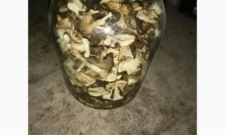 Білий гриб сушина - фото № 2