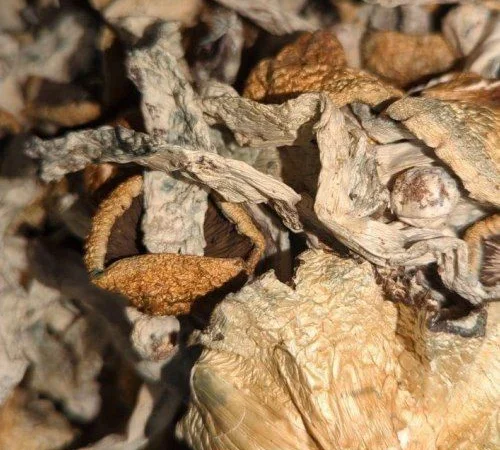 Magic Mushrooms - фото № 1