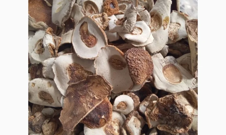 Куплю шапку білого гриба підберезовик - фото № 3