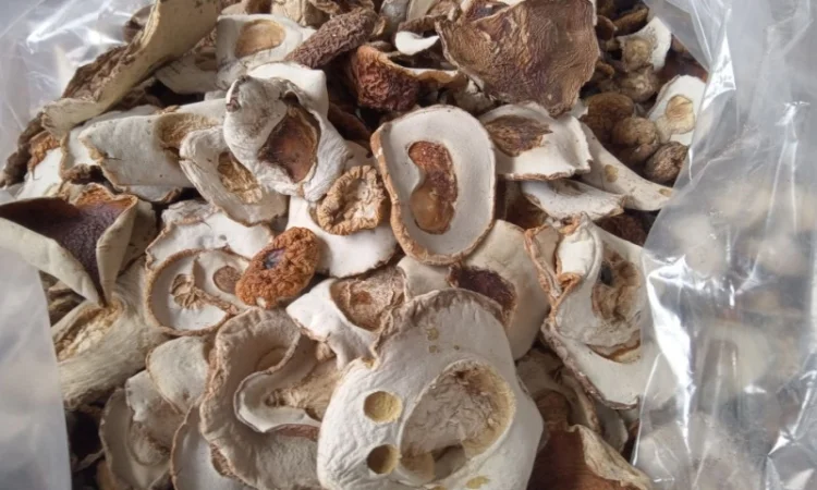 Куплю шапку білого гриба підберезовик - фото № 4