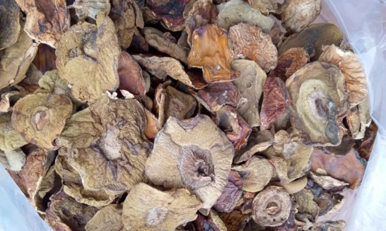 Куплю шапку білого гриба підберезовик - фото № 5