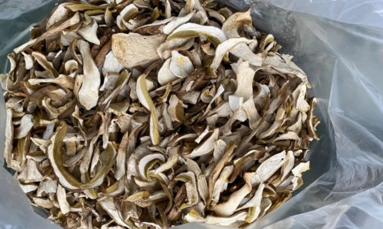 Сушені білі гриби карпатські 2022р - фото № 2