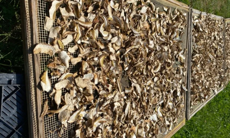 Гриби білі сушені 2023р Закарпаття - фото № 3