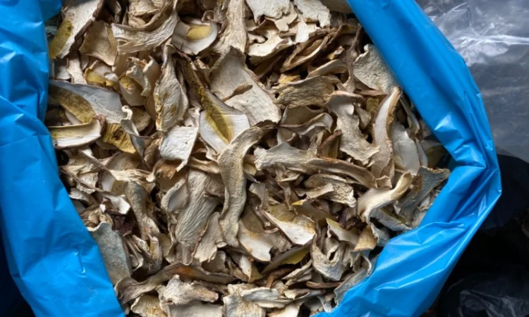 Гриби білі сушені 2023р Закарпаття - фото № 4