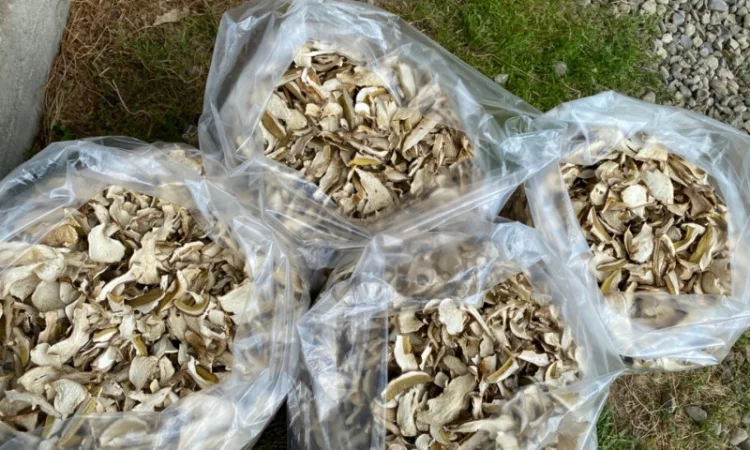 Гриби білі сушені 2023р Закарпаття - фото № 1