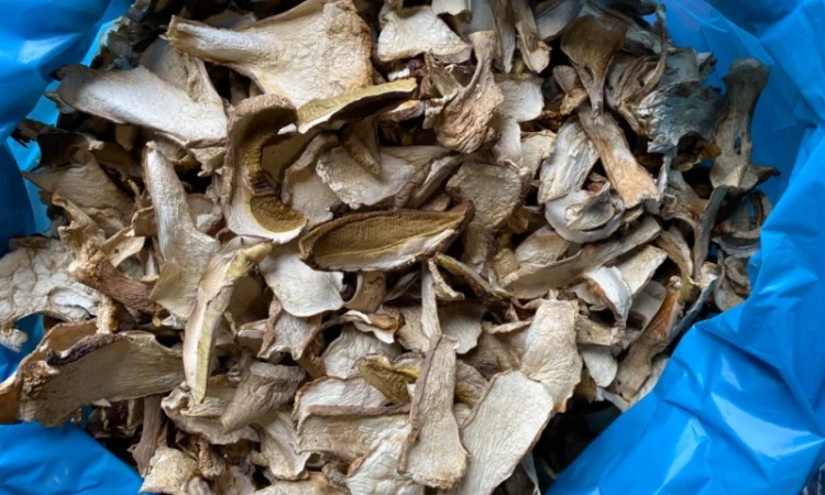 Гриби білі сушені 2023р Закарпаття - фото № 2