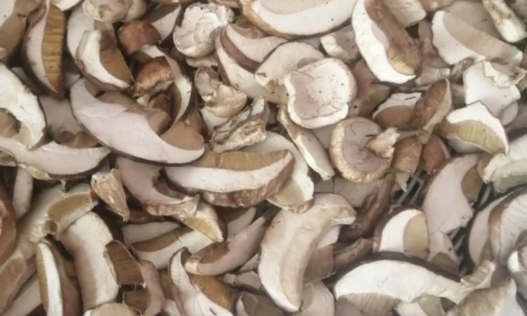 Білі гриби сушені + мариновані - фото № 2