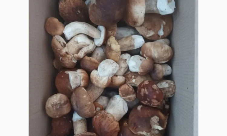 Білі гриби сушені + мариновані - фото № 3