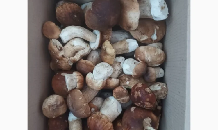 Білі гриби сушені + мариновані - фото № 4