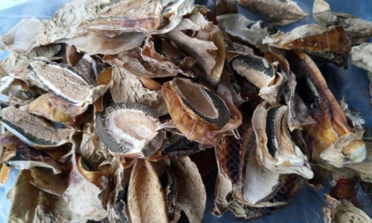 Купить гриб веселки - фото № 1