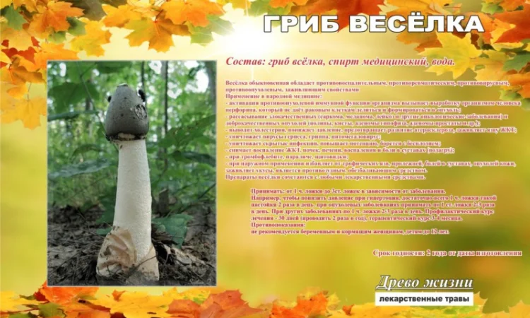 Настойка гриба Веселка, - 420грн - фото № 1