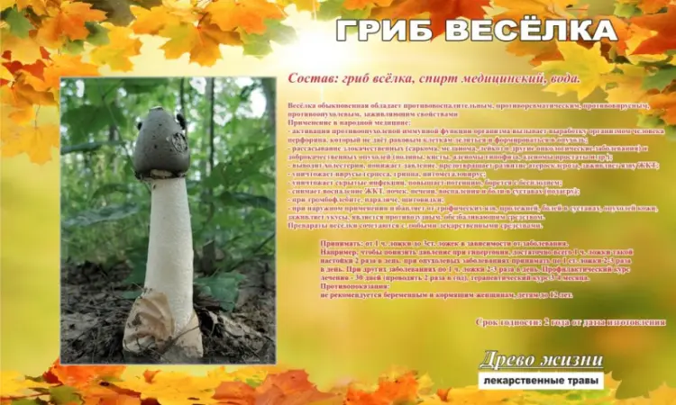 Настоянка гриба Веселка для здоров'я - фото № 1