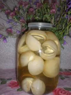 Гриб Веселка, настой - фото № 2