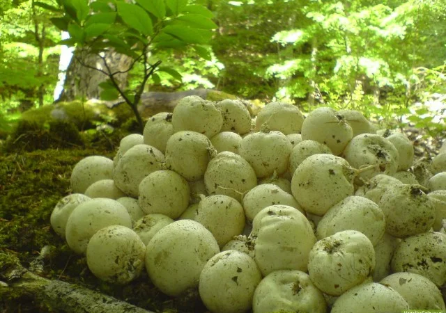 Гриб Веселка, настой - фото № 1