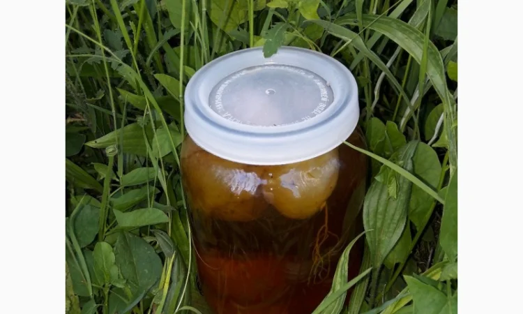 Продам гриб веселка - фото № 2