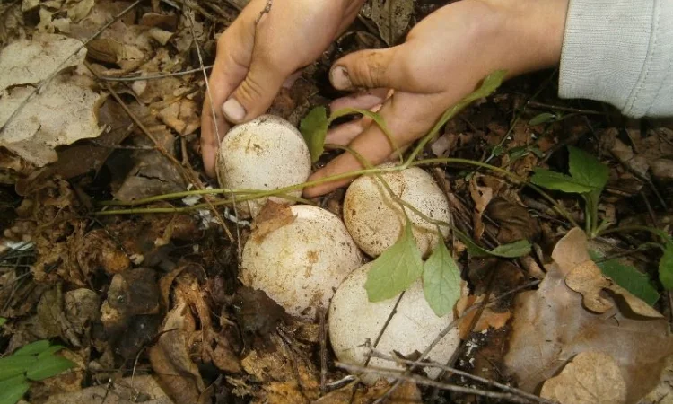 Гриб Веселка, Панна, Срамник, Дивна губа, Соромітник - фото № 1