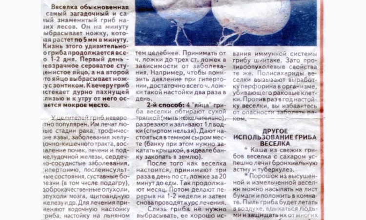 Гриб Веселка, Панна, Срамник, Дивна губа, Соромітник - фото № 4