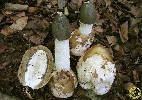 Гриб Веселка, Панна, Срамник, Дивна губа, Соромітник - фото № 6