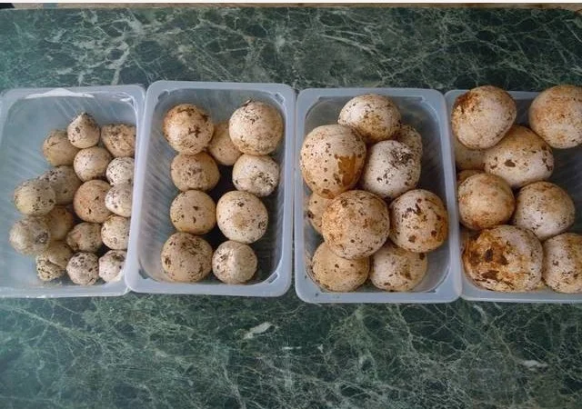 Гриб Веселка, Панна, Срамник, Дивна губа, Соромітник - фото № 7