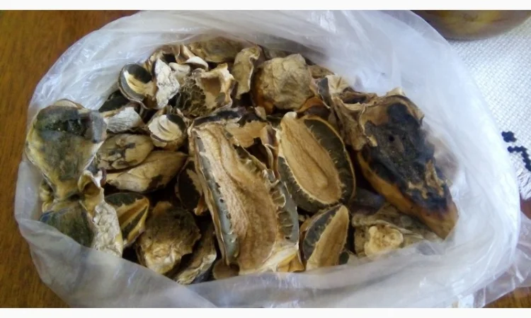 Продам гриб веселку панну - фото № 4