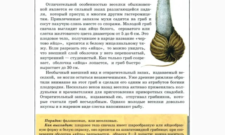 Продам гриб веселку панну - фото № 5